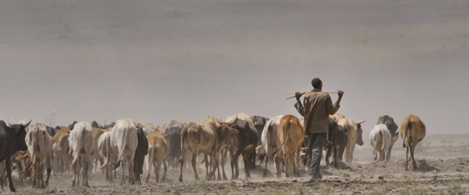 Kenya - Severe drought in 2009, Masai herders walk for water