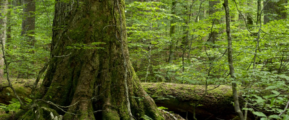 Ancient Forest - Rothwald